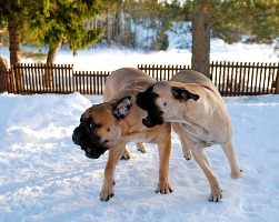 Hilma & Pesonen 1.2.2011